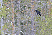 im Wald... Kolkrabe *Corvus corax*
