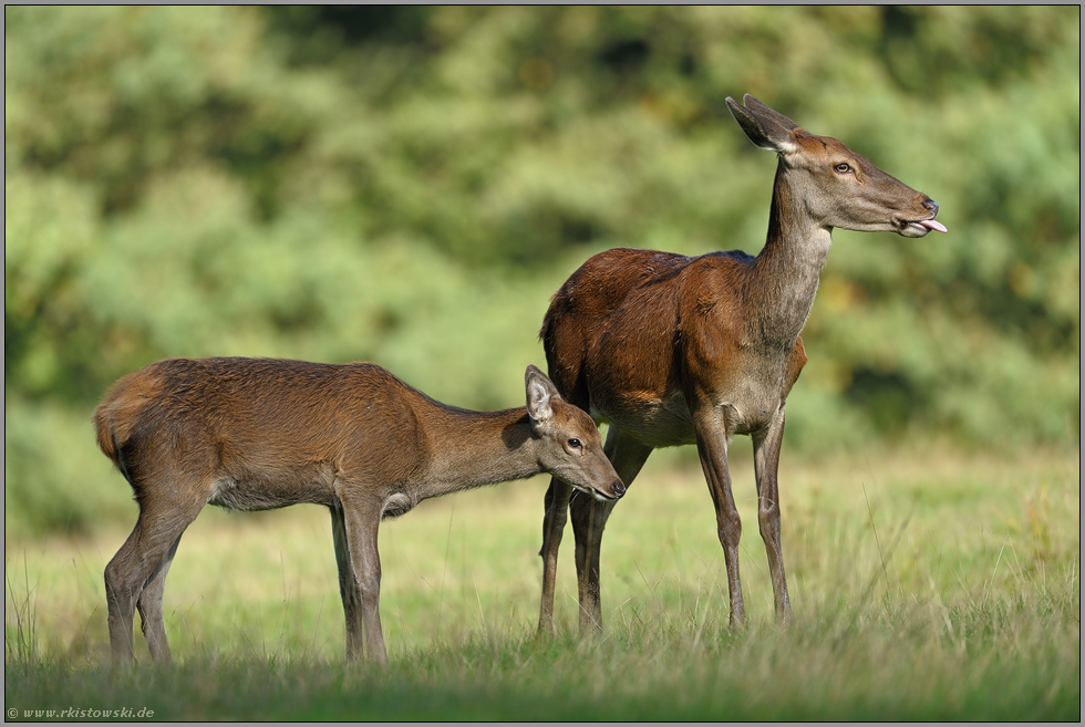 Rottier Mit Kalb Rotwild Cervus Elaphus