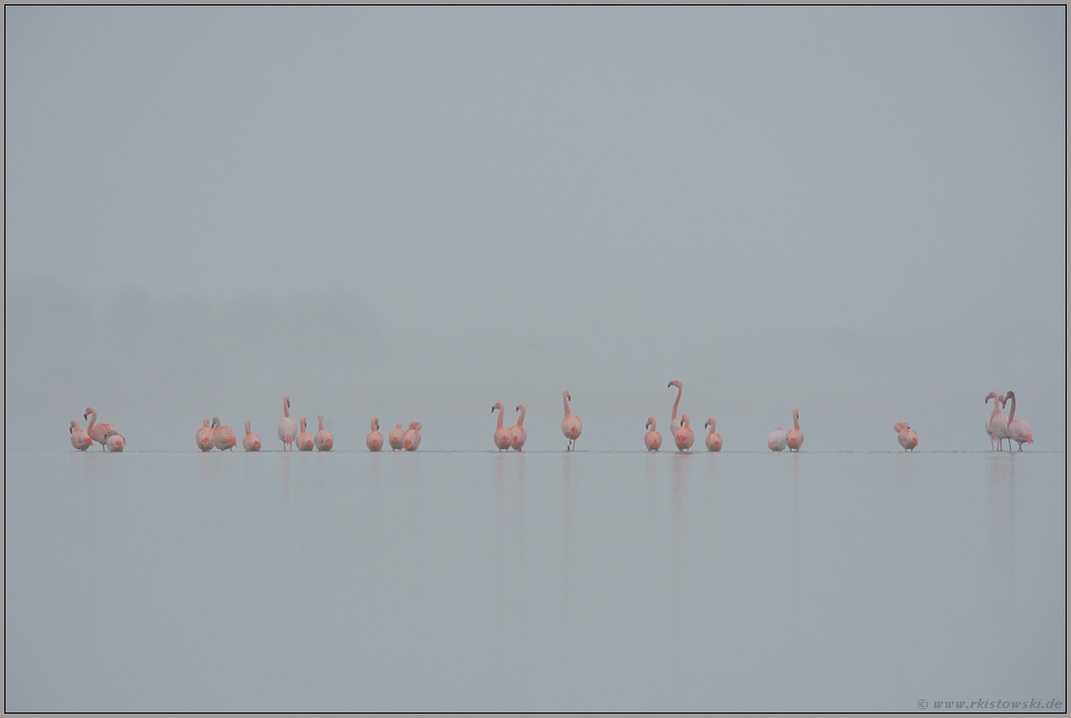Tristesse... Flamingos *Phoenicopterus spec.*