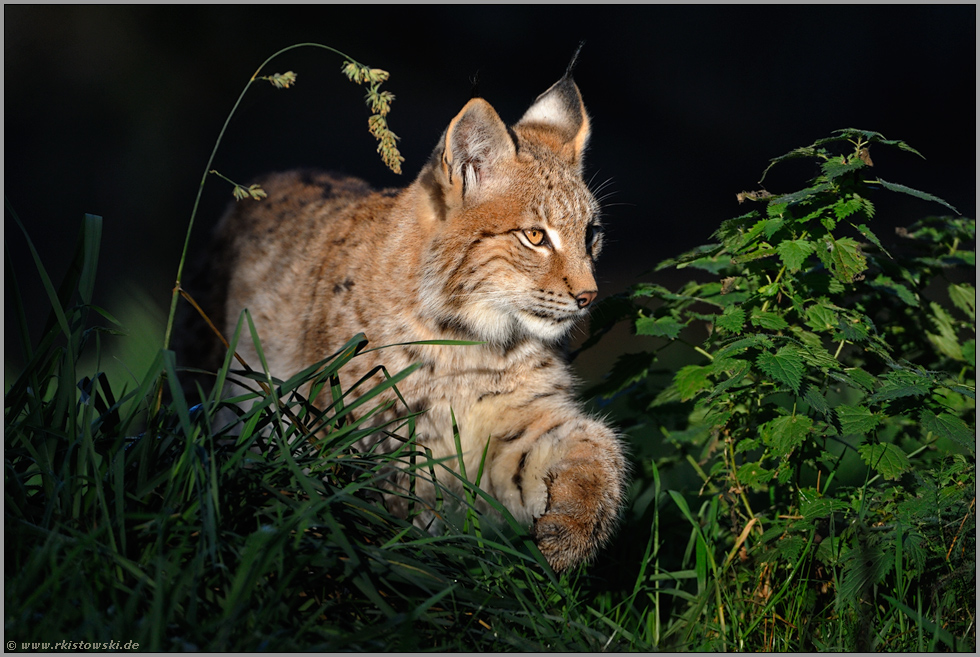 auf der Pirsch... Eurasischer Luchs *Lynx lynx*