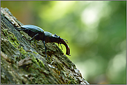 unser größter einheimischer Käfer... Hirschkäfer *Lucanus cervus*