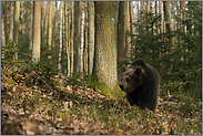 umherstreifend... Europäischer Braunbär *Ursus arctos*