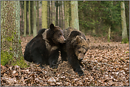 Geschwister... Europäische Braunbären *Ursus arctos*