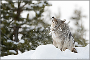 lästiger Schnee... Kojote *Canis latrans*