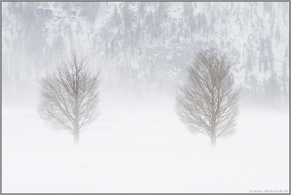 Bäume im Schneesturm... Lamar Valley *Yellowstone National Park*