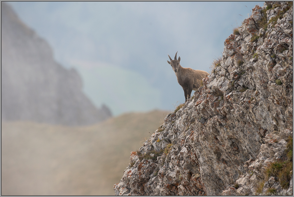 Bergziege... Alpensteinbock *Capra ibex*