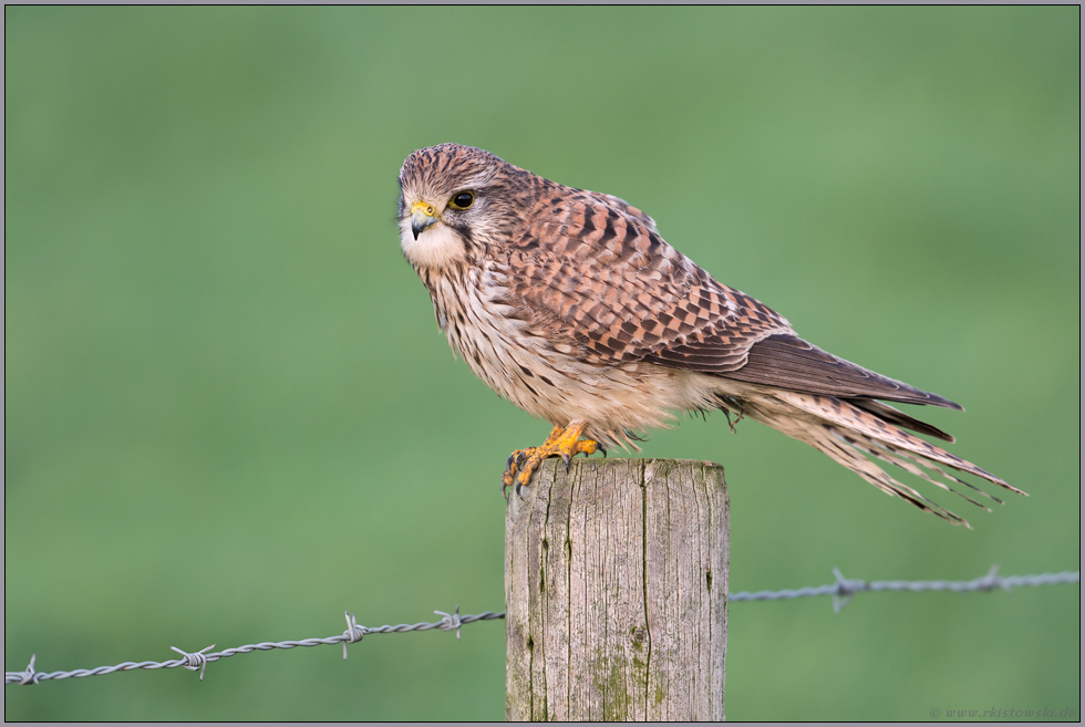 detailreich... Turmfalke *Falco tinnunculus* auf typischem Ansitz, sitzt auf dem Zaunpfahl einer Weide