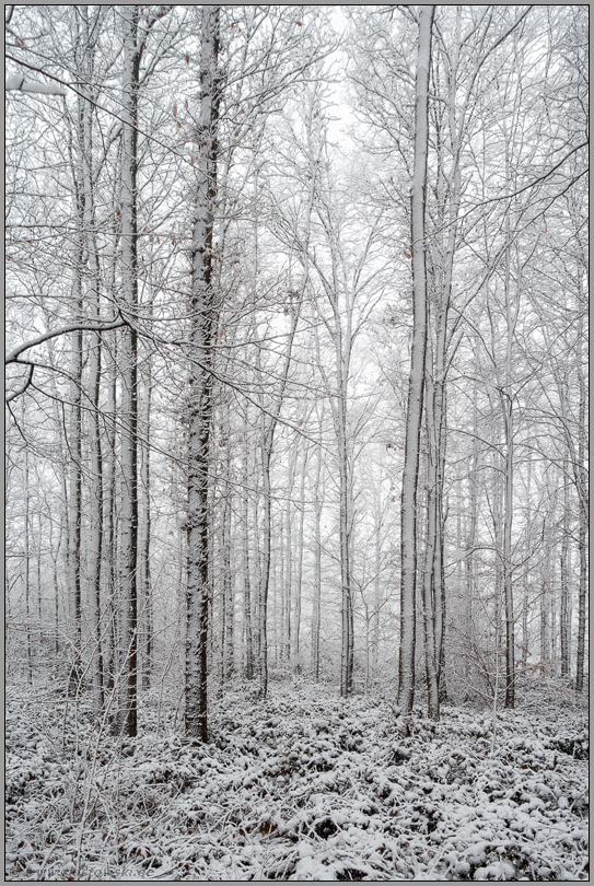 schneebedeckte Bäume... Lanker Busch *Meerbusch Lank-Latum*, Winter im Rheinland