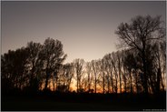 Sonnenuntergang über den Rheinauen... Meerbusch *Langst-Kierst*, Baumsilhouetten in den Rheinwiesen