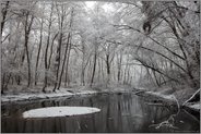 Winter im Bruchwald... Meerbusch *Latumer Bruch*, Altrhein Stillgewässer inmitten von Erlen, Eschen und Pappeln