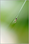 mitten im Netz... Gartenkreuzspinne *Araneus diadematus*
