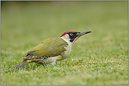regennaß "Vogel des Jahres 2014"... Grünspecht *Picus viridis*, Männchen am Boden