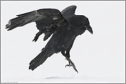 Tanz im Schnee... Kolkrabe *Corvus corax*