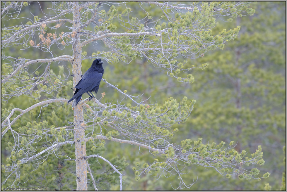 schwarzblau... Kolkrabe *Corvus corax*
