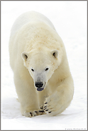 zu warm... Eisbär *Ursus maritimus*