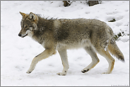 graubraun... Europäischer Wolf *Canis l. lupus*