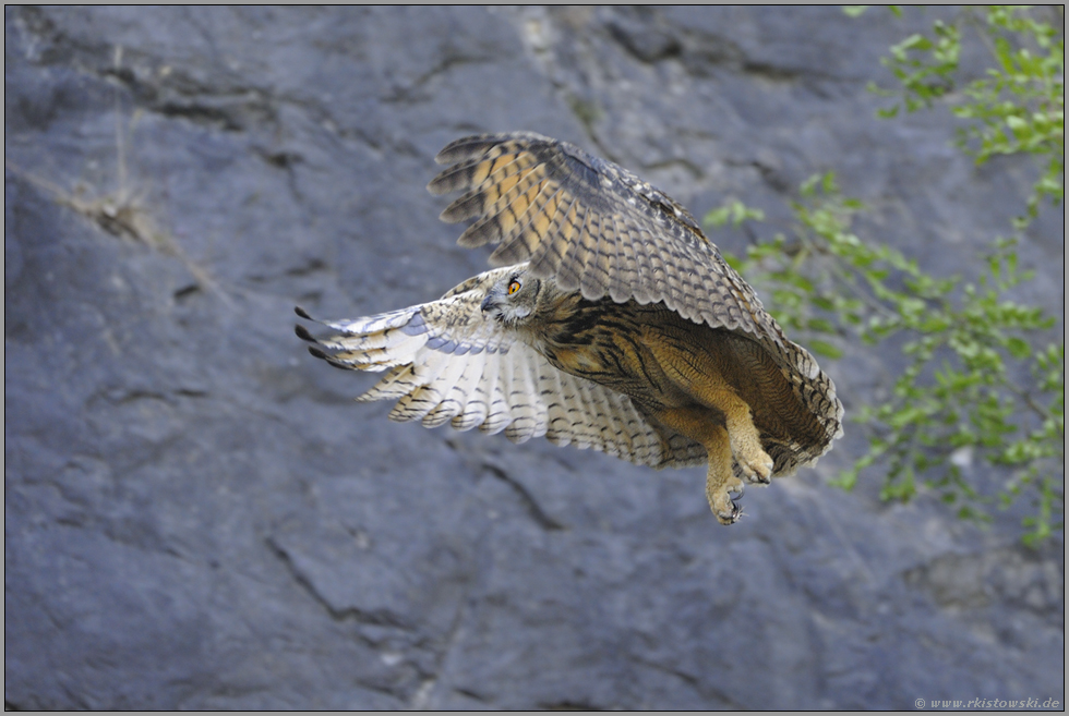 on wings… Europäischer Uhu Bubo bubo