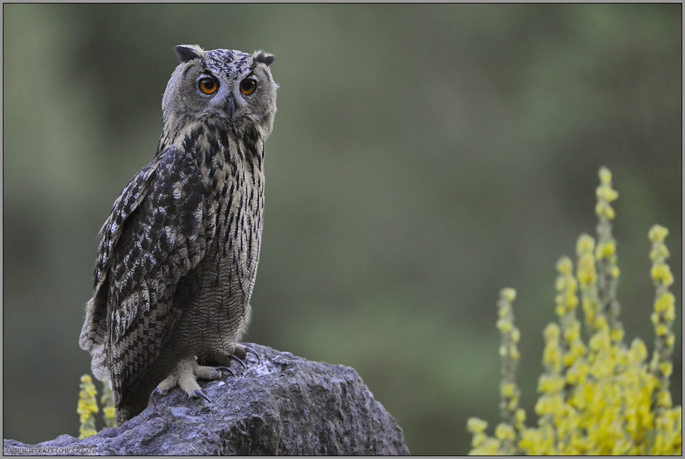 spät d'ran... Europäischer Uhu *Bubo bubo*
