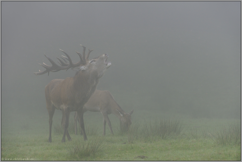 Nebelstimmung... Rotwild *Cervus elaphus*