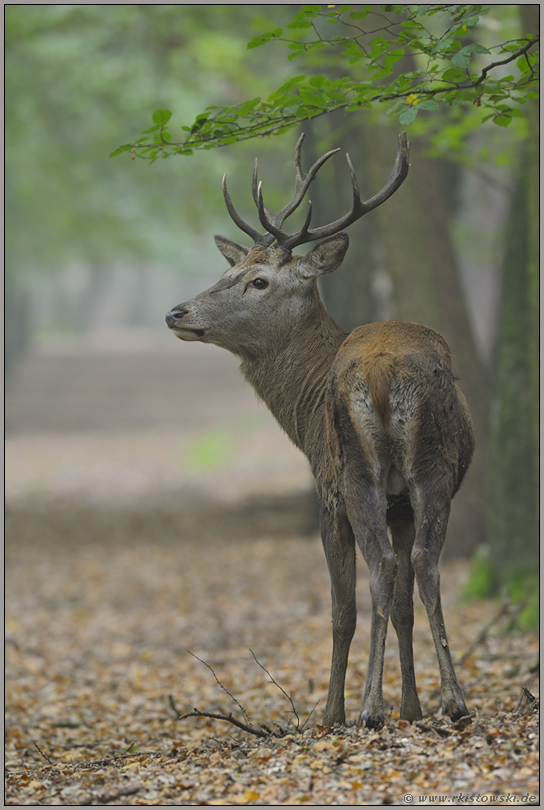 orientierungslos... Rothirsch *Cervus elaphus*