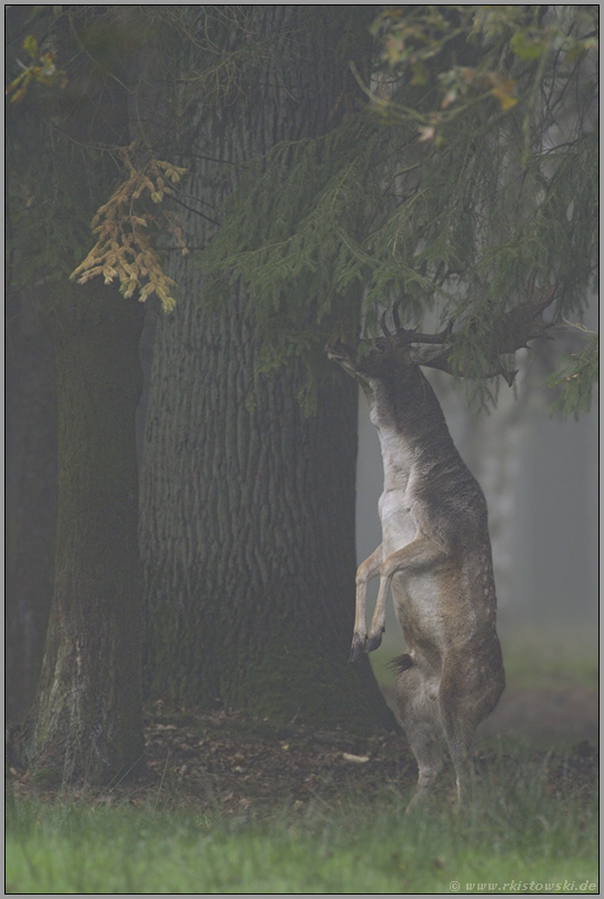 Männchen... Damhirsch *Dama dama*