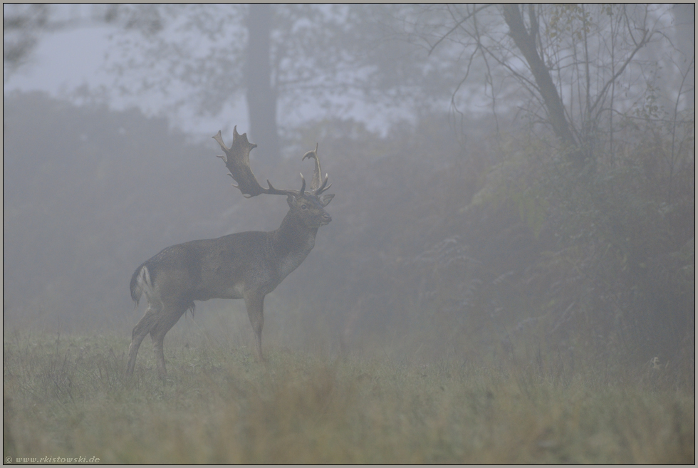 dicke Suppe.... Damhirsch *Dama dama*