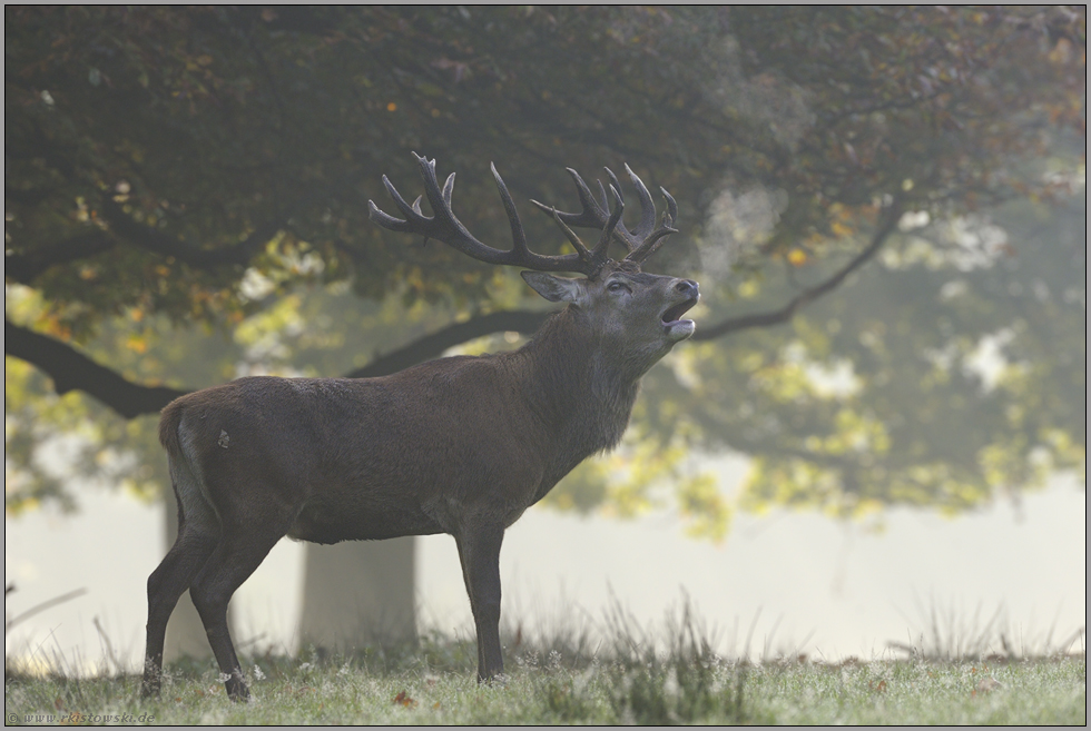 Hochwild... Rothirsch *Cervus elaphus*