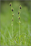 der Schein trügt... Fliegen-Ragwurz *Ophrys insectifera*