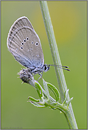 Violetter Waldbläuling... Rotklee-Bläuling *Polyommatus semiargus*