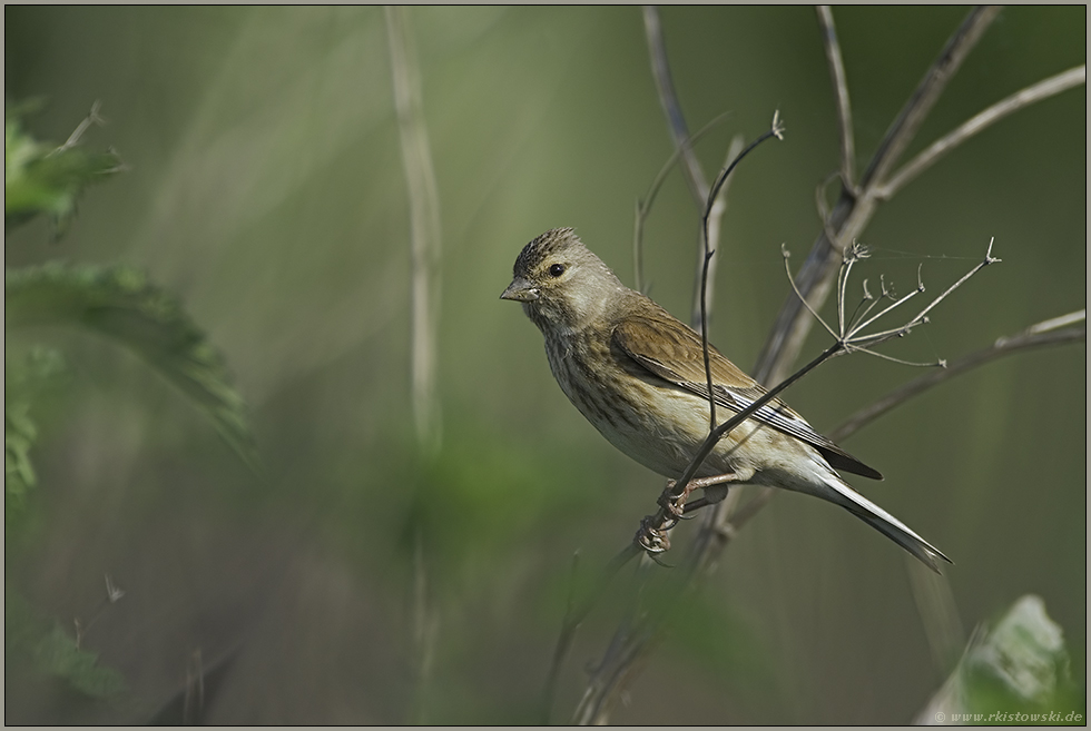 tief im Gebüsch... Bluthänfling *Carduelis cannabina*
