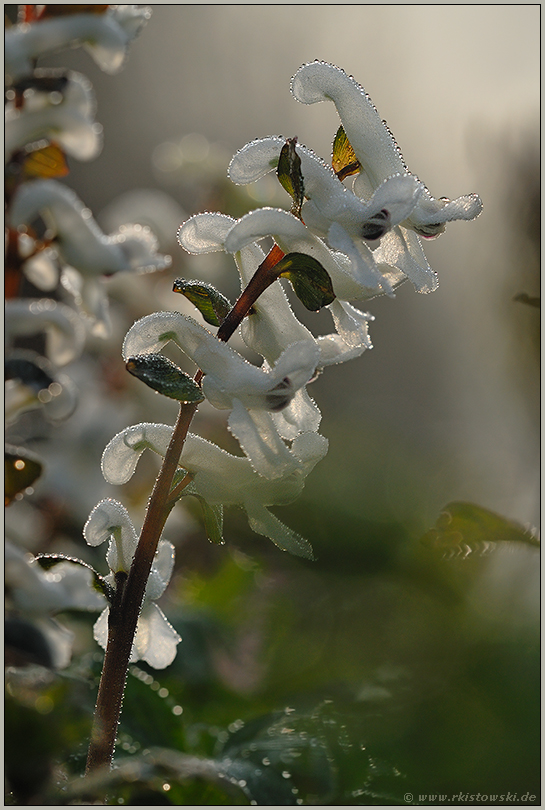 im Gegenlicht... Hohler Lerchensporn *Corydalis cava*