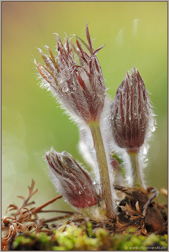 Frühlingsboten... Gewöhnliche Kuhschelle *Pulsatilla vulgaris*