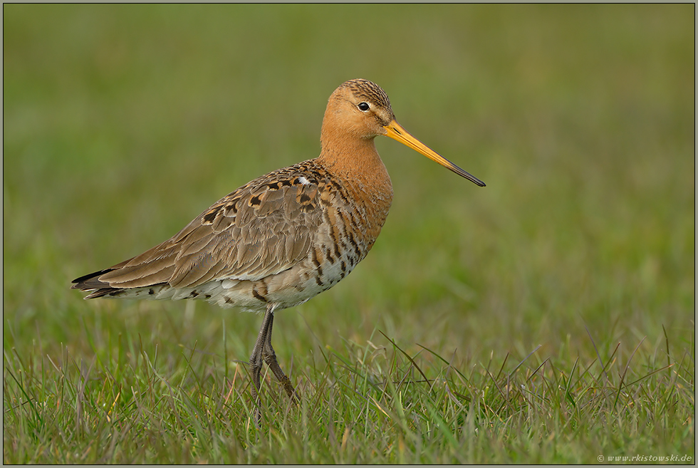 elegant... Uferschnepfe *Limosa limosa*