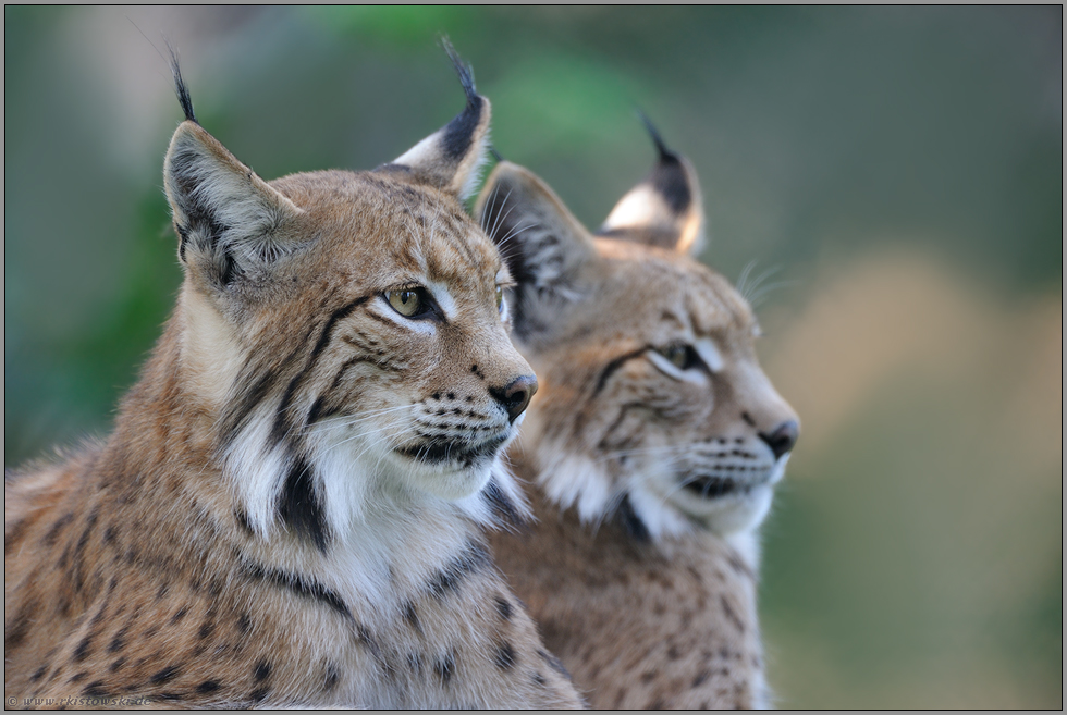 scheue Einzelgänger... Eurasischer Luchs *Lynx lynx*