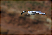 weiße Flügelspitzen... Silbermöwe *Larus argentatus*