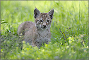 jung... Eurasischer Luchs *Lynx lynx*