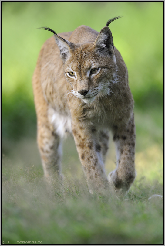 auf langen Beinen... Eurasischer Luchs *Lynx lynx*