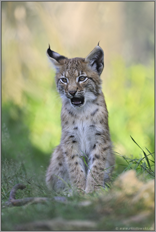 herzig... Eurasischer Luchs *Lynx lynx*