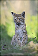 herzig... Eurasischer Luchs *Lynx lynx*