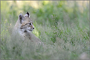 Jungluchs... Eurasischer Luchs *Lynx lynx*