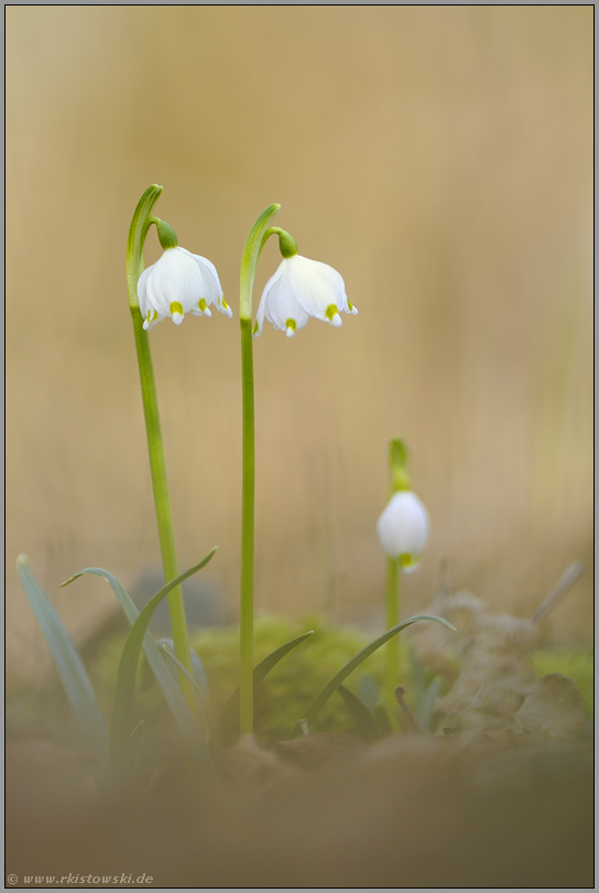 früh d'ran... Maerzenbecher *Leucojum vernum*