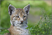 gespitzte Ohren... Eurasischer Luchs *Lynx lynx*