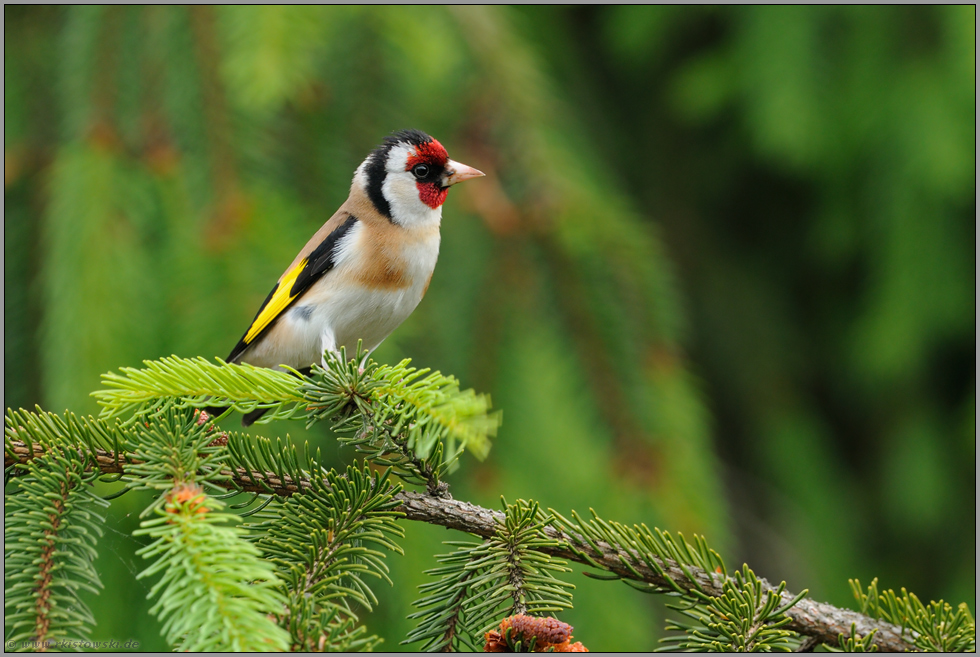 der Clown unter den einheimischen Vögeln...Stieglitz *Carduelis carduelis*