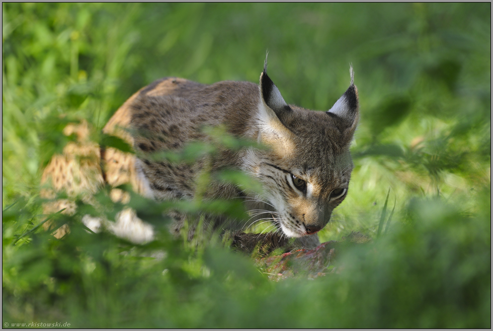 Beutespektrum... Eurasischer Luchs *Lynx lynx*