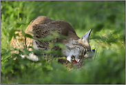 am Riß... Eurasischer Luchs *Lynx lynx*