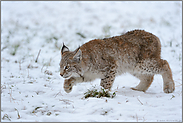 im Schleichgang... Eurasischer Luchs *Lynx lynx*