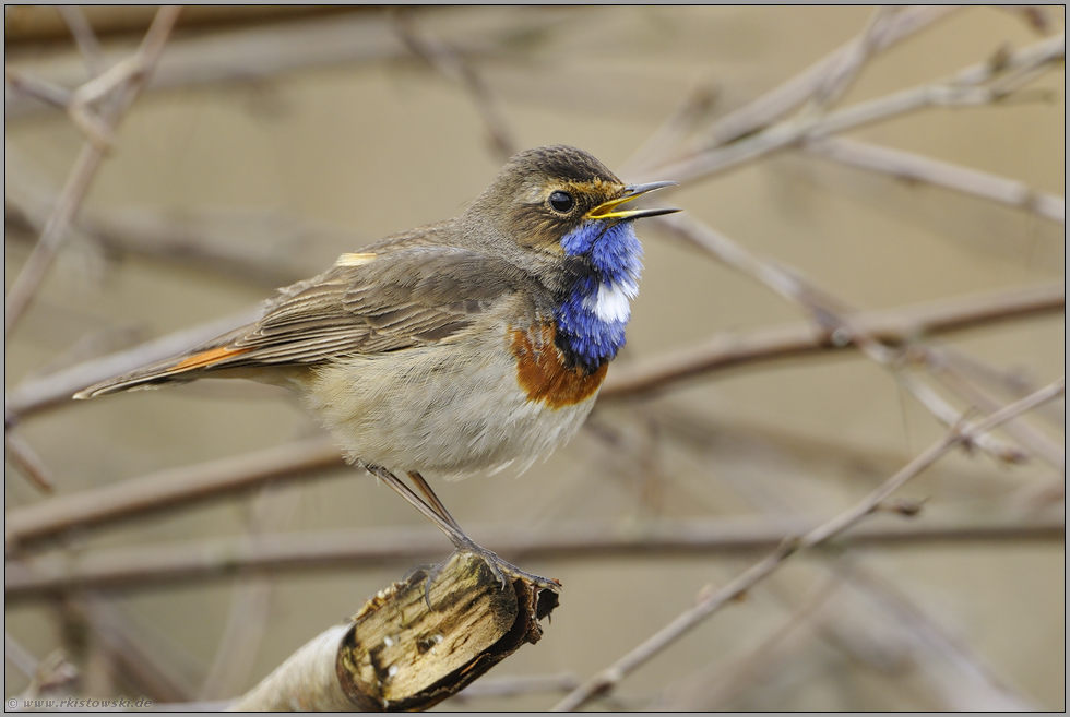 Ästewirrwarr... Blaukehlchen *Luscinia svecica*