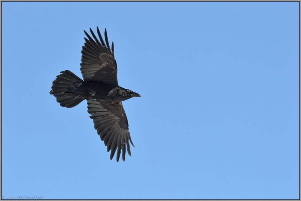 Flugbild... Kolkrabe *Corvus corax*