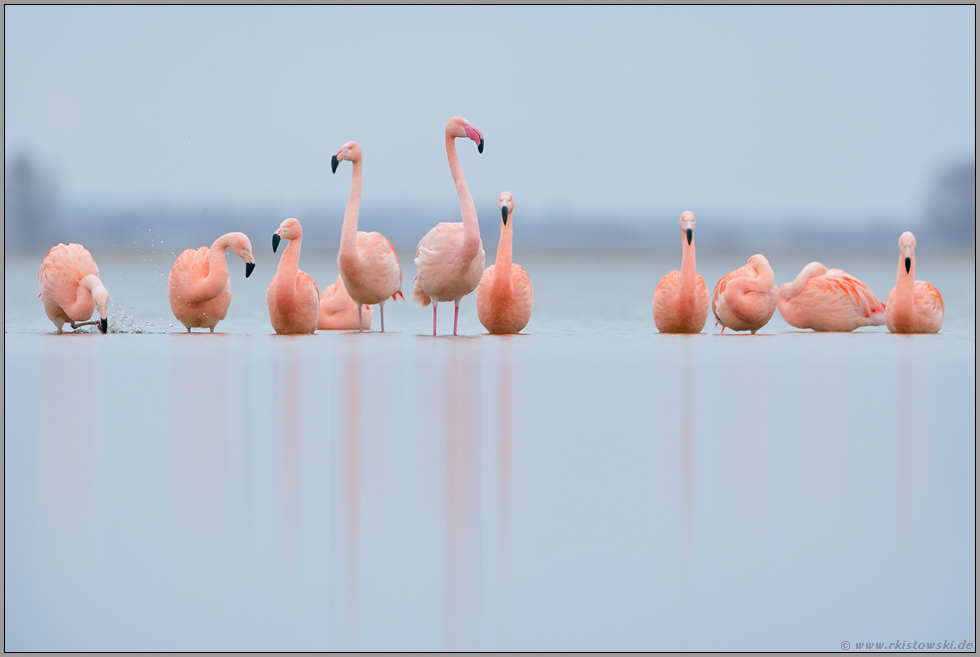 auf dem Zug... Flamingos *Phoenicopterus spec.*