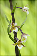 Blütendetails... Sumpf-Stendelwurz *Epipactis palustris*